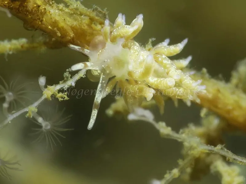 Rubramoena amoena - Storebæltsbroen - Foto: HP Ølgaard