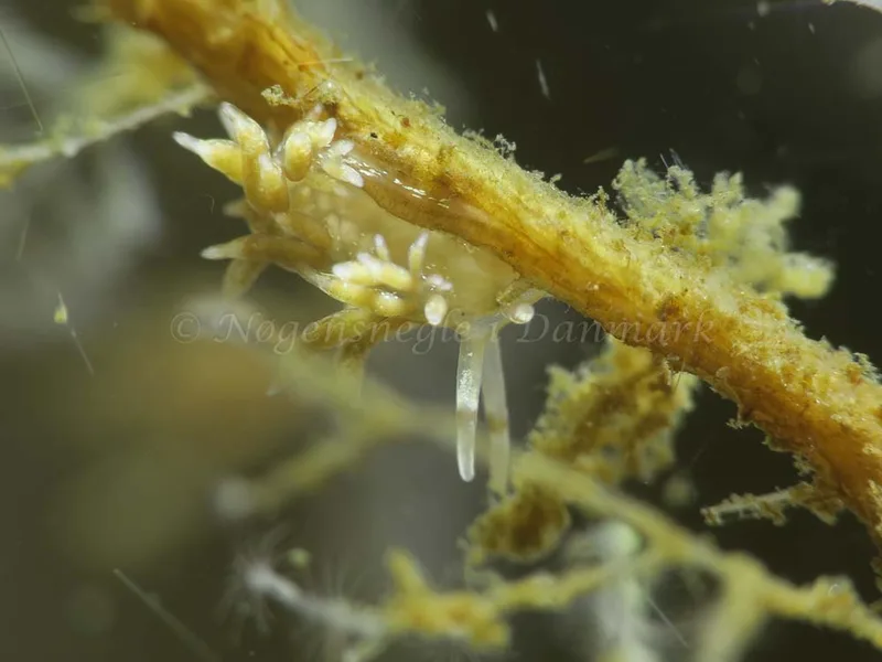 Rubramoena amoena - Storebæltsbroen - Foto: HP Ølgaard