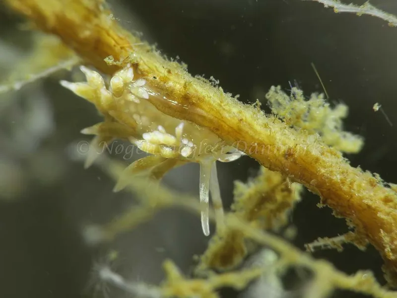 Rubramoena amoena - Storebæltsbroen - Foto: HP Ølgaard