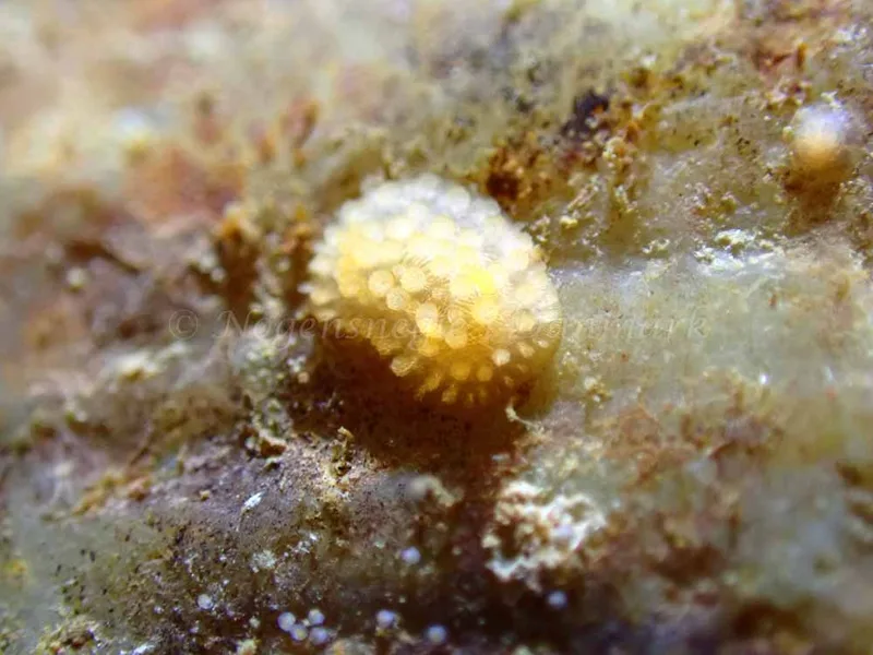 Adalaria proxima - Ammoniakhavne  - Foto: Laurits Larsen