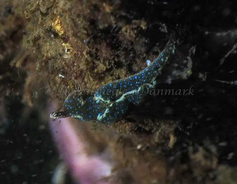 Elysia viridis - Kollund Mole - Foto: Jens Egon Jørgensen