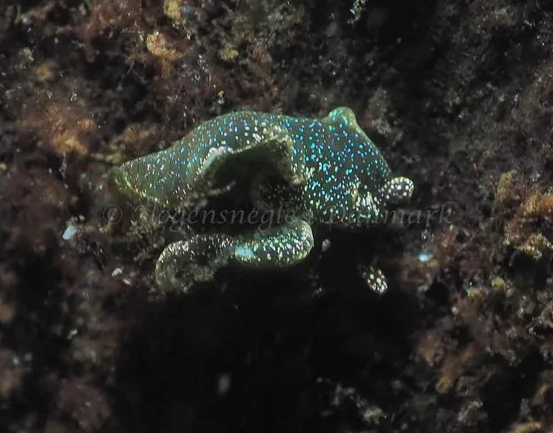 Elysia viridis - Kollund Mole - Foto: Jens Egon Jørgensen