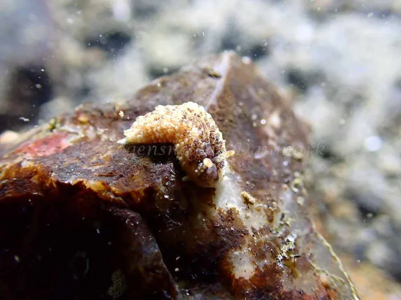 Aeolidia papillosa - Ammoniakhavnen - Foto: Laurits Larsen