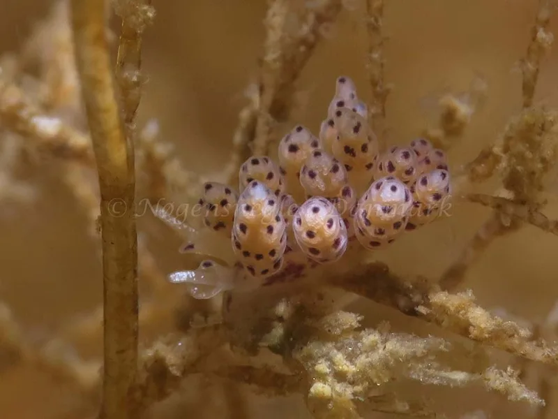 Doto coronata - Ammoniakhavnen - Foto: HP Ølgaard