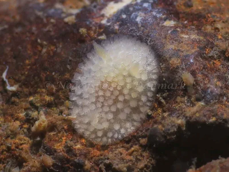 Onchidoris muricata - Ammoniakhavnen - Foto: HP Ølgaard