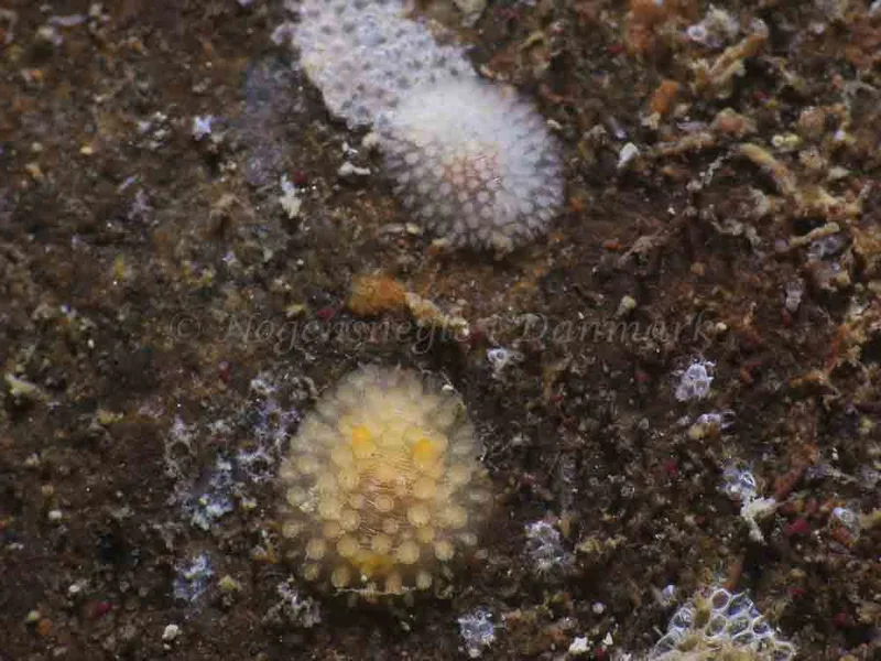 Onchidoris muricata - Ammoniakhavnen - Foto: HP Ølgaard
