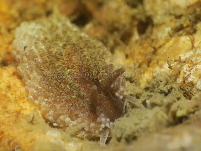 Aeolidia papillosa - Ammoniakhavnen - Foto: HP Ølgaard