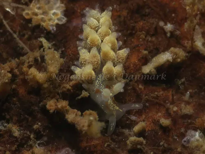 Trinchesia foliata - Ammoniakhavnen - Foto: HP Ølgaard