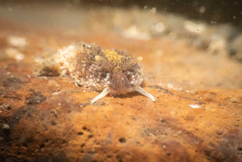 Aeolidia papillosa - Ammoniakhavnen - Foto: Kim Sørensen