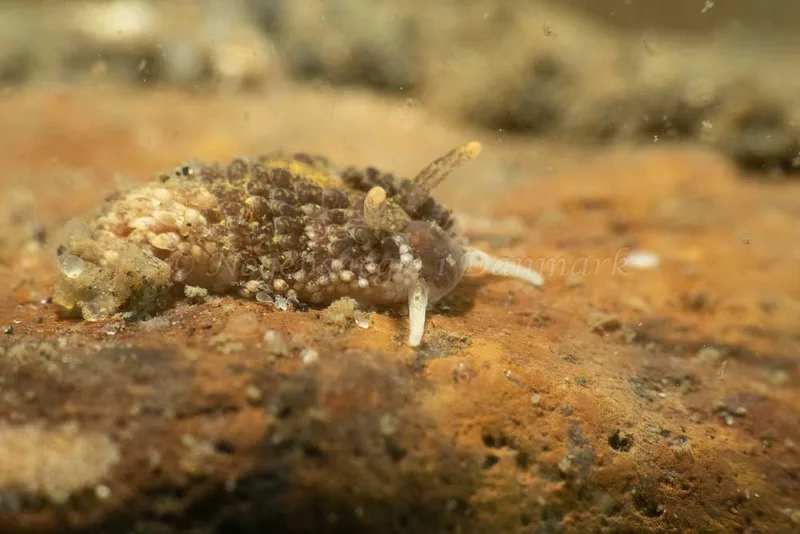 Aeolidia papillosa - Ammoniakhavnen - Foto: Kim Sørensen
