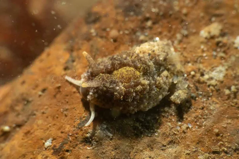 Aeolidia papillosa - Ammoniakhavnen - Foto: Kim Sørensen