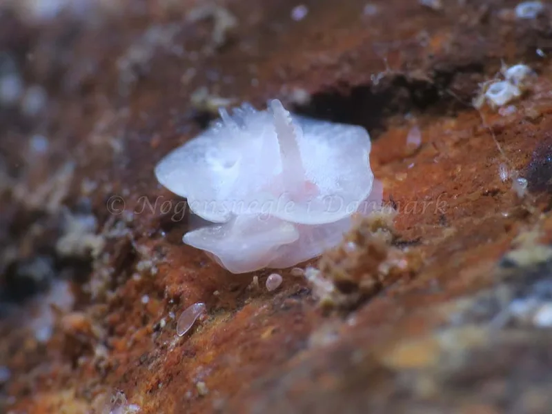 Goniodoris nodosa - Ammoniakhavnen - Foto: HP Ølgaard