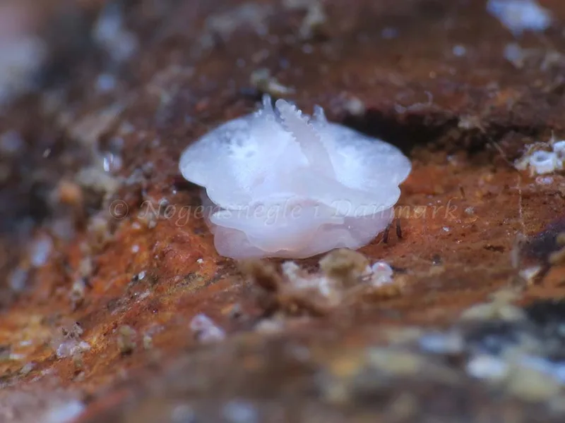 Goniodoris nodosa - Ammoniakhavnen - Foto: HP Ølgaard