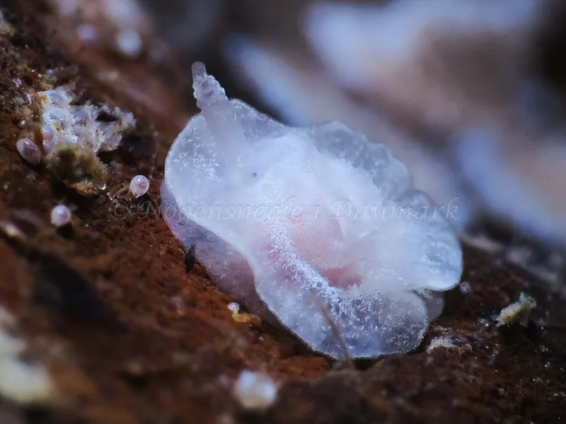 Goniodoris nodosa - Ammoniakhavnen - Foto: HP Ølgaard