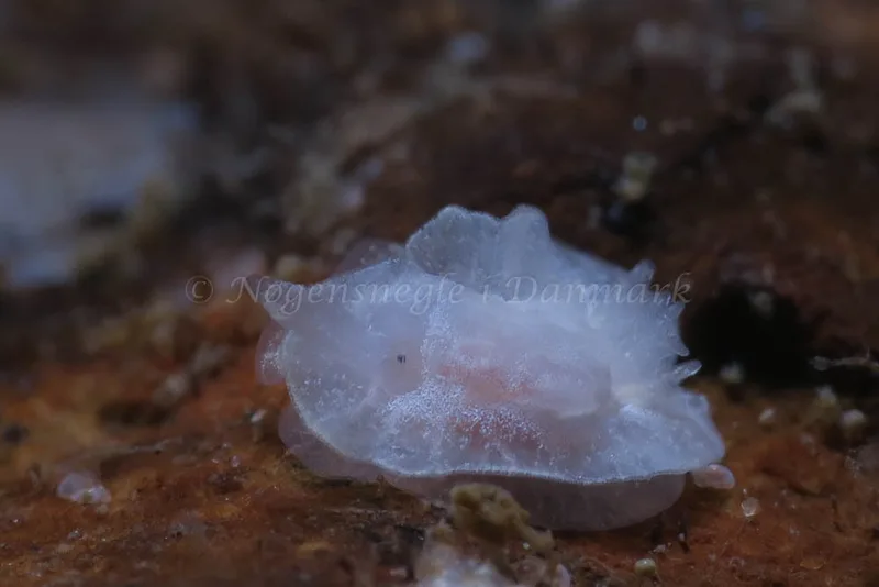 Goniodoris nodosa - Ammoniakhavnen - Foto: HP Ølgaard