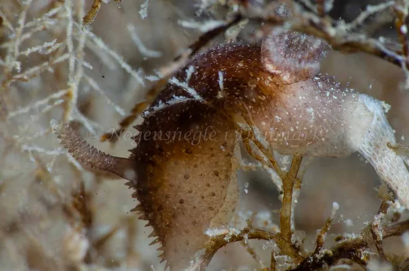 Acanthodoris pilosa - Ammoniakhavnen - Foto: Jørn Ari