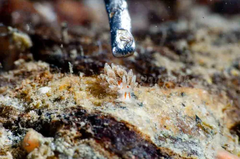 Trinchesia foliata - Ammoniakhavnen - Foto: Jørn Ari