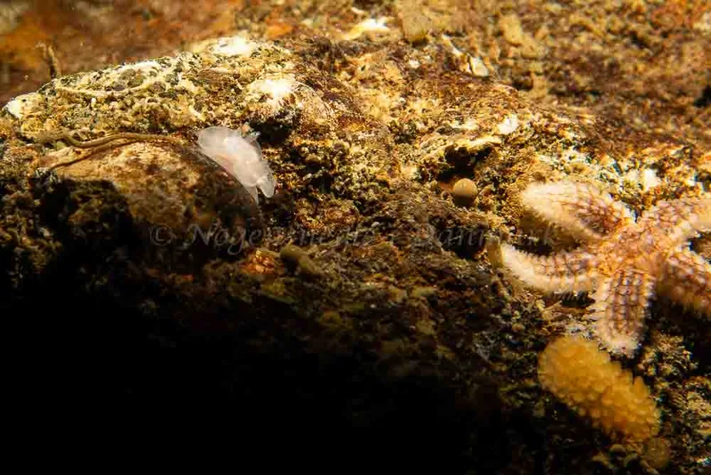 Goniodoris nodosa - Ammoniakhavnen - Foto: Kim Sørensen