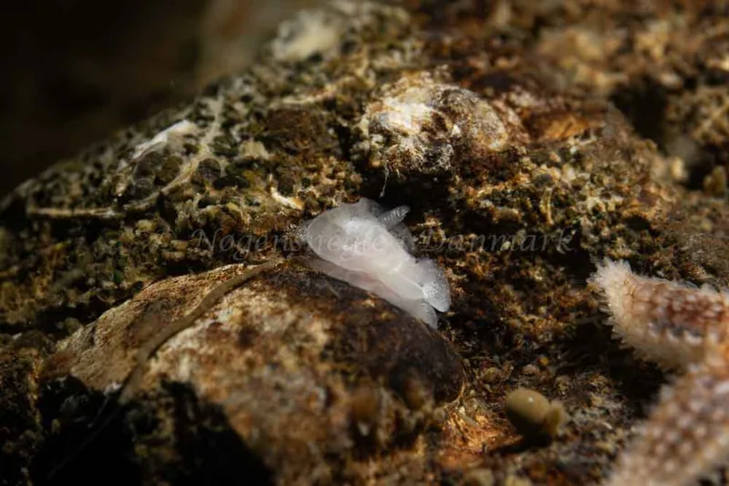 Goniodoris nodosa - Ammoniakhavnen - Foto: Kim Sørensen