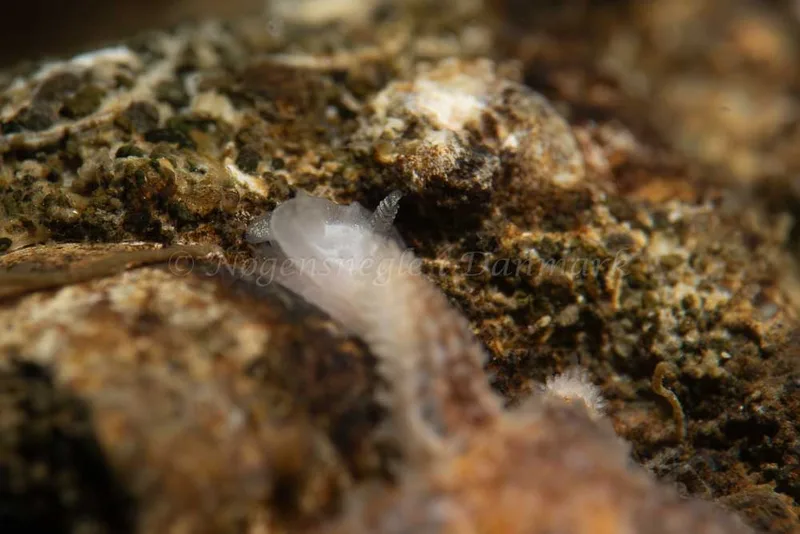 Goniodoris nodosa - Ammoniakhavnen - Foto: Kim Sørensen