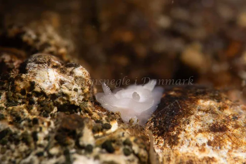 Goniodoris nodosa - Ammoniakhavnen - Foto: Kim Sørensen