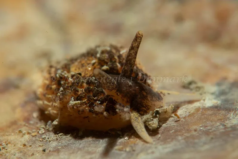 Aeolidia papillosa - Ammoniakhavnen - Foto: Kim Sørensen