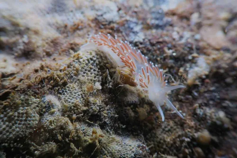 Coryphella verrucosa - Ammoniakhavnen - Foto: HP Ølgaard