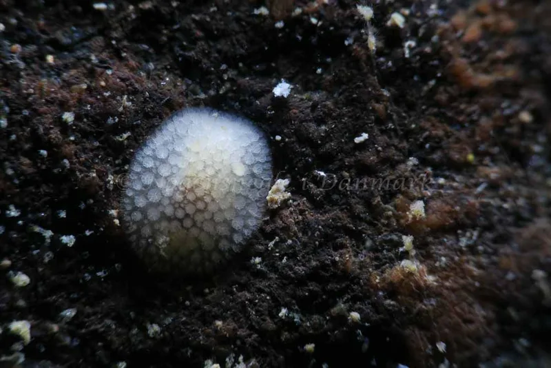 Onchidoris muricata - Ammoniakhavnen - Foto: HP Ølgaard