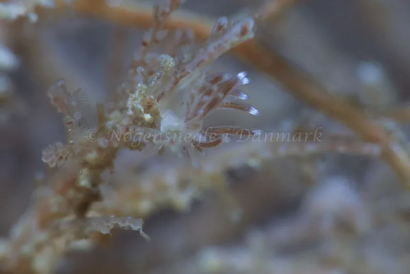 Cuthonella concinna - Ammoniakhavnen - Foto: HP Ølgaard