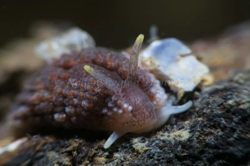 Aeolidia papillosa - Ammoniakhavnen - Foto: HP Ølgaard