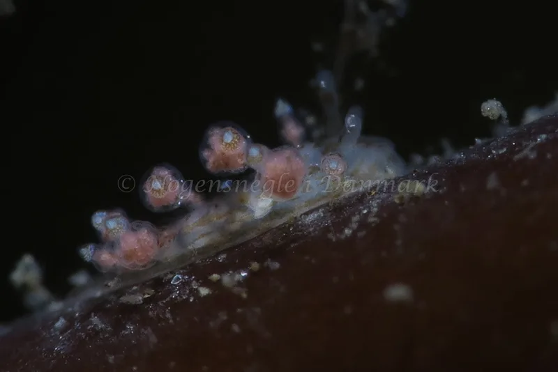 Eubranchus scintillans - Ammoniakhavnen - Foto: HP Ølgaard