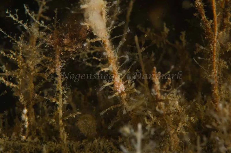 Doto coronata - Bropille 52, Storebæltsbroen - Foto: Jørn Ari