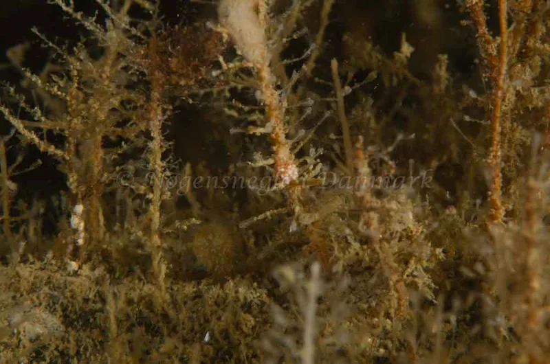 Doto coronata - Bropille 52, Storebæltsbroen - Foto: Jørn Ari
