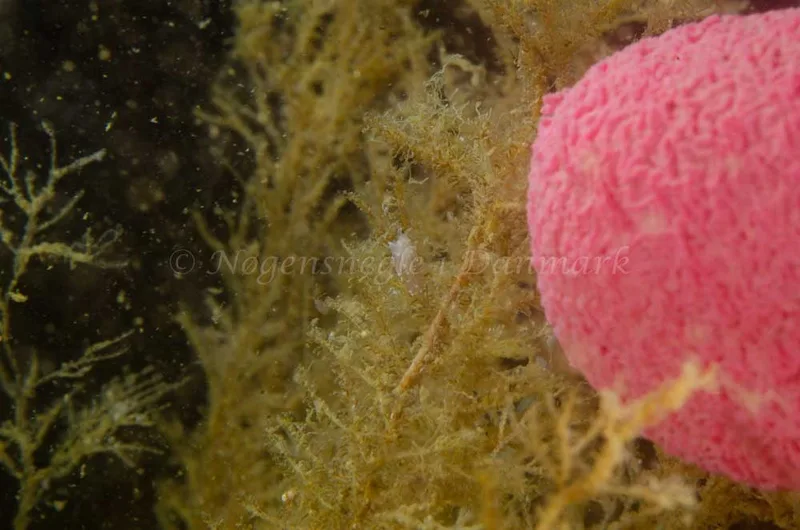 Cuthonella concinna - Bropille 52, Storebæltsbroen - Foto: Jørn Ari
