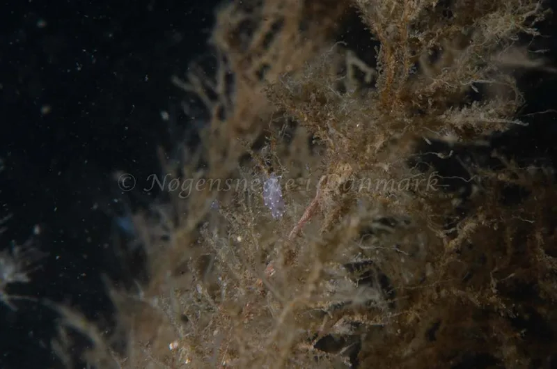 Cuthonella concinna - Bropille 52, Storebæltsbroen - Foto: Jørn Ari