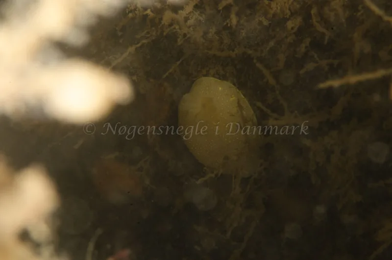 Cadlina laevis - Bropille 52, Storebæltsbroen - Foto: Jørn Ari