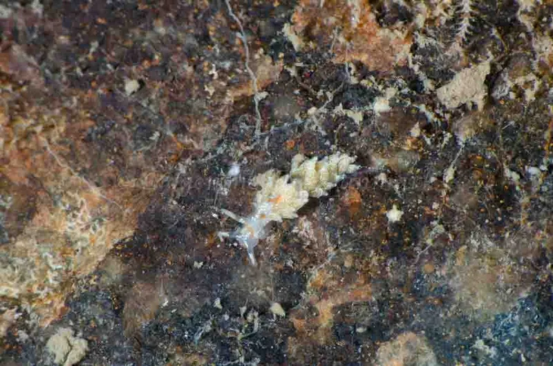 Trinchesia foliata - Bropille 52, Storebæltsbroen - Foto: Jørn Ari