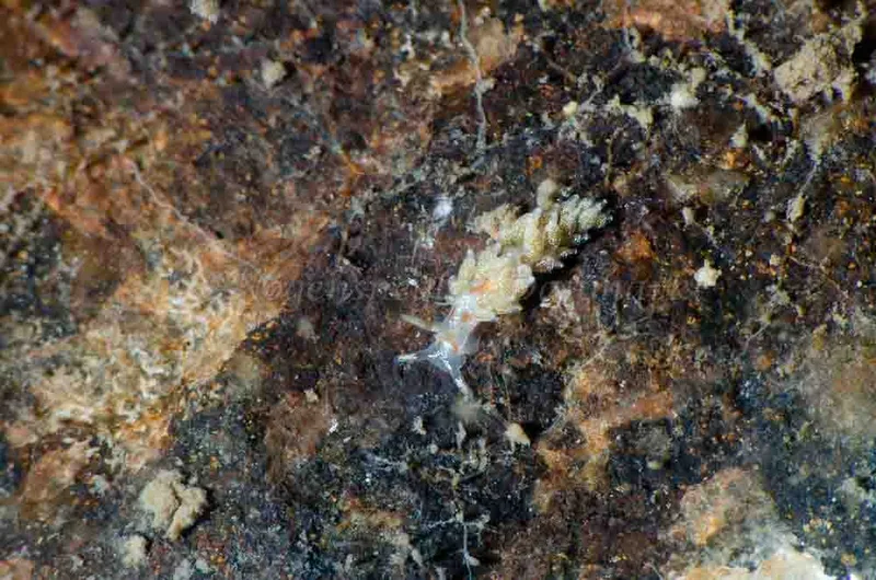 Trinchesia foliata - Bropille 52, Storebæltsbroen - Foto: Jørn Ari