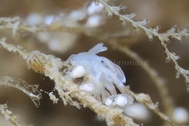 Cuthonella concinna - Storebæltsbroen - Foto: HP Ølgaard