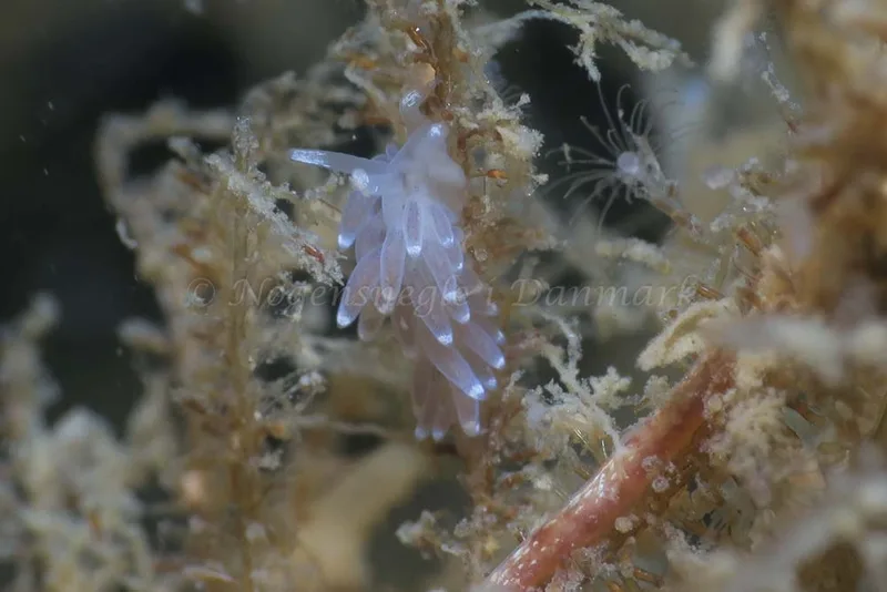 Cuthonella concinna - Storebæltsbroen - Foto: HP Ølgaard