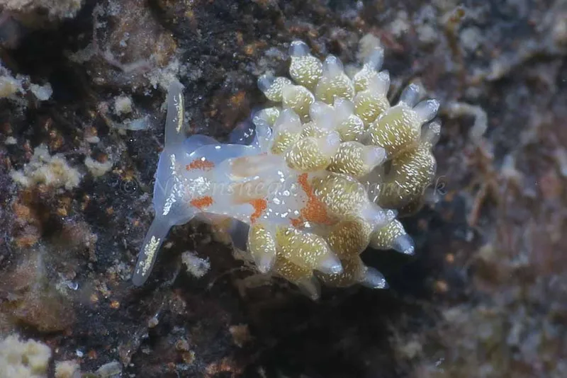 Trinchesia foliata - Storebæltsbroen - Foto: HP Ølgaard