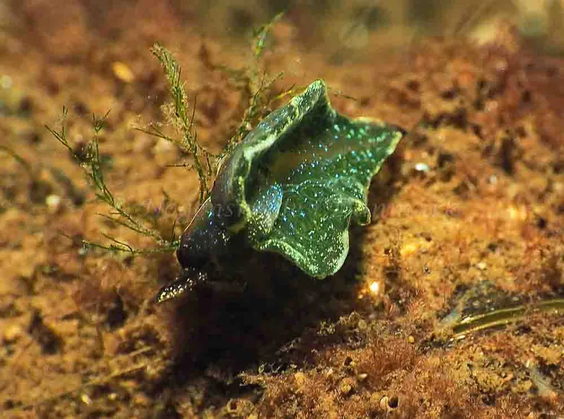 Elysia viridis - Sønderhav Strand - Foto: Jens Egon Jørgensen