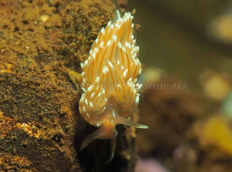 Facelina bostoniensis - Sønderhav Strand - Foto: Jens Egon Jørgensen