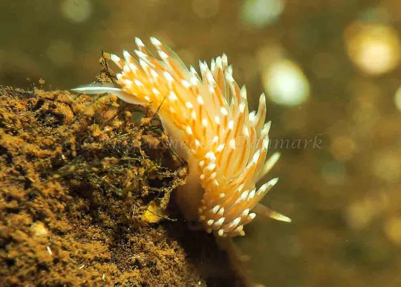 Facelina bostoniensis - Sønderhav Strand - Foto: Jens Egon Jørgensen