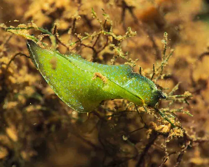Elysia viridis - Sønderhav Strand - Foto: Jens Egon Jørgensen