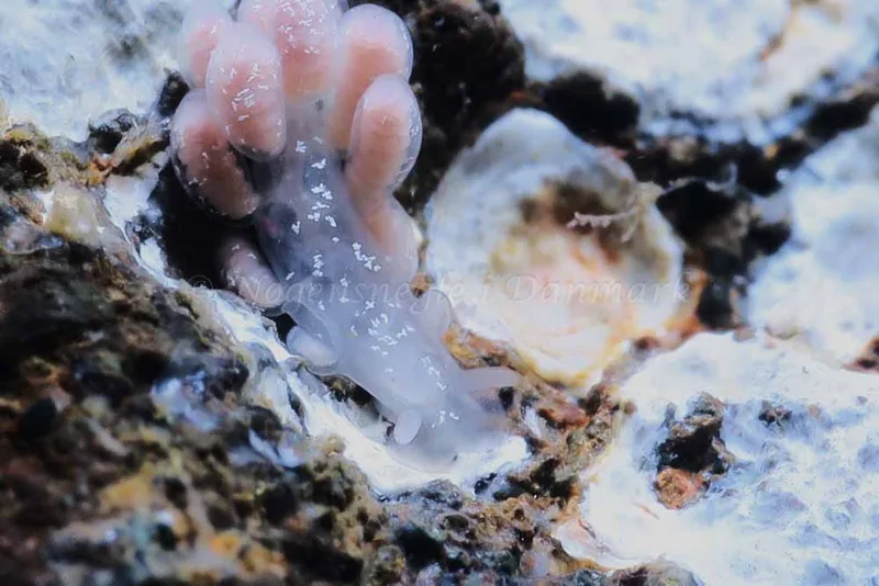 Embletonia pulchra - Søbadet - Foto: HP Ølgaard