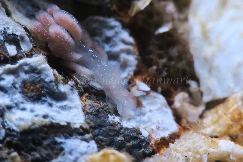 Embletonia pulchra - Søbadet - Foto: HP Ølgaard