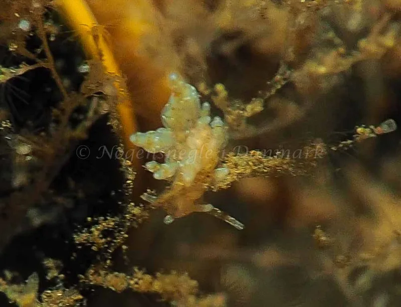 Eubranchus scintillans - Kollund Mole - Foto: Jens Egon Jørgensen