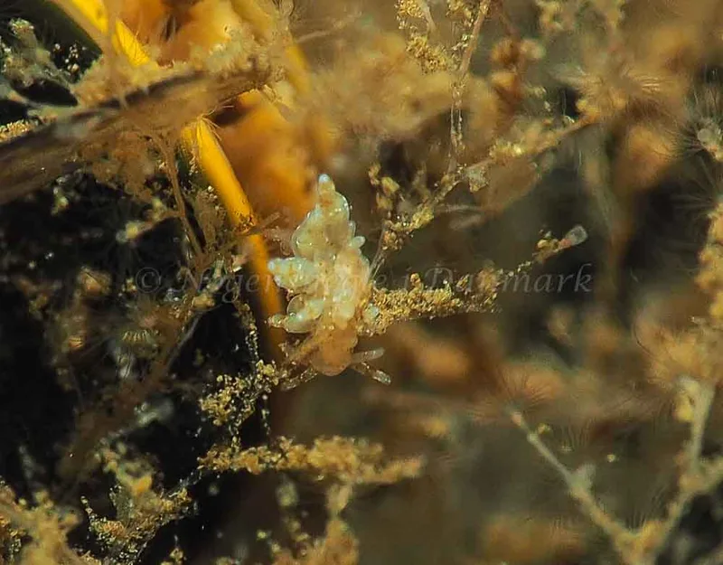 Eubranchus scintillans - Kollund Mole - Foto: Jens Egon Jørgensen