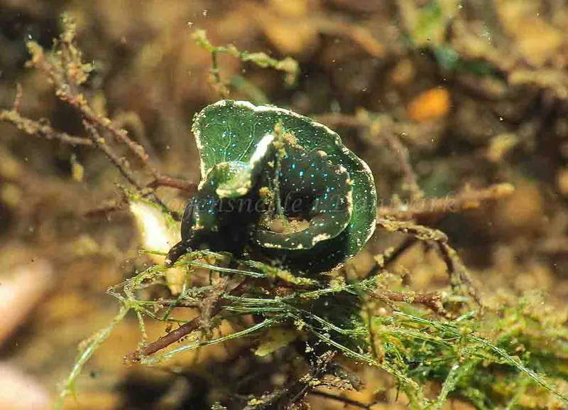 Elysia viridis - Kollund Mole - Foto: Jens Egon Jørgensen